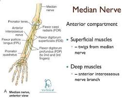 Index and long fingers are innervated by the ain of the median nerve; Median Nerve Course Innervation How To Relief Median Nerve Nerve Brachial