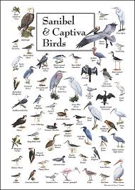 sanibel captiva birds bird identification charts