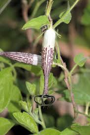 Image result for Ceropegia namuliensis