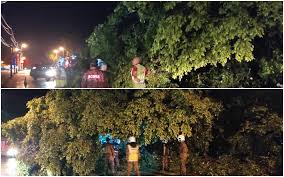 Pokok tualang ialah sejenis pokok saka yang terdapat di hutan malaysia. Bernama Hujan Lebat Angin Kencang Punca Pokok Tumbang Sekitar Manjung