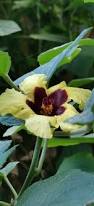 Image result for Hibiscus calyphyllus