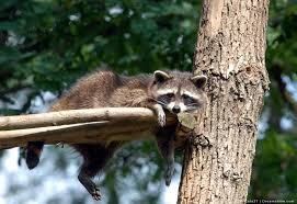 Check spelling or type a new query. How To Keep Raccoons Out Of Your Birdhouse 8 Easy Tips Pest Pointers Tips For At Home Pest Control