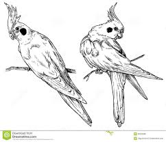 Background Tattoo Stencil Design Resim Kus Kitap