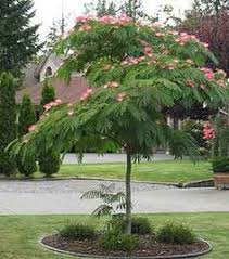 Image result for Albizia petersiana
