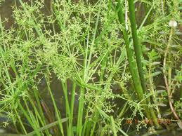 Image result for Cyperus tenuispica