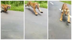 We did not find results for: Tafsir Arti Mimpi Dikejar Harimau Ada Pertanda Baik Hiingga Buruk Dari Perjodohan Hingga Rezeki Tribunstyle Com