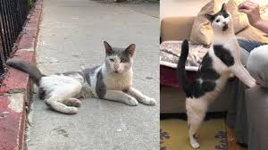 Orphan angels cat sanctuary is sponsoring a screening of cat video fest on the big green screen at the tom ridge. Catvideofest At Music Box Features Crazy Cute Cat Videos Chicago Tribune