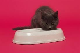 How To Make Healthy Homemade Cat Food Bulk For Diabetic And Non Diabetic Cats Cuteness Homemade Cat Food Dry Cat Food Kitten Food