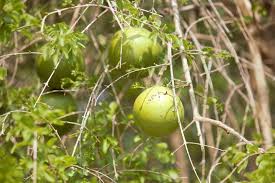 Image result for Strychnos henningsii