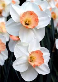 Narcissus Romance Daffodil Flower Daffodil Bulbs Narcissus Flower