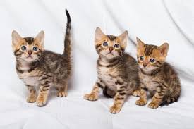 The cost of pet quality bengal kittens typically include the cost of their first set of shots and spaying or neutering. Bengal Cat Breed Information Bengal Cat Advice Your Cat