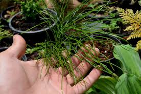 Image result for Psilotrichum