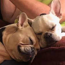 Our french bulldog rescue is very limited as most people prefer to try and sell their frenchies to make a buck. 15 French Bulldog Puppies Due To Be Shipped Back To Jordan Will Stay In The U S Pet Rescue Report
