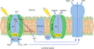 The thylakoid membrane contains some integral membrane protein complexes that catalyze the light reactions. Light Dependent Reactions An Overview Sciencedirect Topics