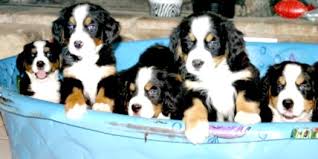 Jun 24, 2021 · bernese mountain dog club of southeastern wisconsin (wisconsin, illinois, northern indiana) visit the club website visit the club's social media contact: Regal Bernese Mountain Dog About Us