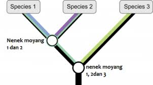 Kladogram / pohon filogenik yang menjelaskan hubungan antara berbagai jenis mahkluk hidup yang dikelompokkan. Klasifikasi Filogenetik Makhluk Hidup Penjelasan Materi Lengkap Hisham Id