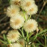 Image result for Erigeron sumatrensis