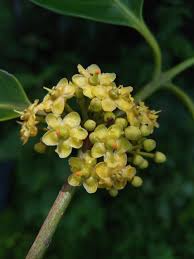 Image result for Salacia madagascariensis