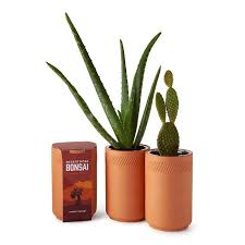Birth Month Flower Grow Kit Australia Indoor Desert Grow Kit Gardening Kits Succulents Grow Kit Flower Pot Design Gardening Kits