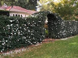 Your Front Fence Should Not Be An Afterthought Realestate Com Au