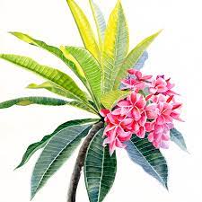We did not find results for: Pink Plumeria Flowers And Leaves Painting By Sharon Freeman