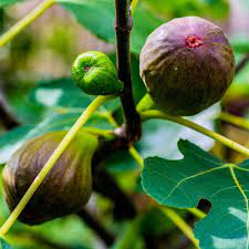 Is homedepot a good affiliate program to promote? Van Zyverden Brown Turkey Fig Tree 1 Plant 83919 The Home Depot