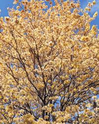 Image result for Handroanthus