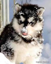 Selain itu, alaskan malamute ternyata bisa bete dan galak juga, lho! Pin By Breannah Grant On Huskys Malamute Puppies Alaskan Malamute Puppies Malamute Dog