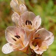 Image result for Gladiolus crassifolius