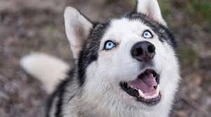 Aug 01, 2020 · naming your siberian husky after other physical traits, like their blue eyes, can also make great names. Blue Eyed Dog Breeds 25 Different Pups With Blue Eyes