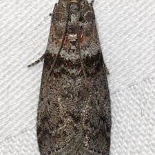 Image result for Centema subfusca