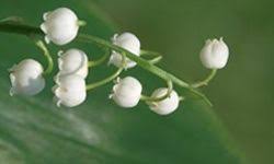 We did not find results for: 10 Best Smelling Flowers Howstuffworks
