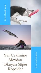 Yer Cekimine Meydan Okuyan Super Kopekler Farklifarkli Kopek Yavru Kopek Kamera Ayarlari