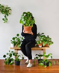 How to care for my chinese money plant. Pilea Peperomioides Care Fieldnotes By Studioplants