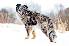 Pin By Chelsea C On Dog Colors Merle Aussie Dogs Pretty Dogs Doberman Dogs