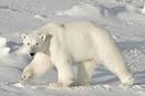 The Biggest Myth About Polar Bear Fur (And the Weirdest Truth) - io9