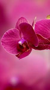 Pin On Only Orchids