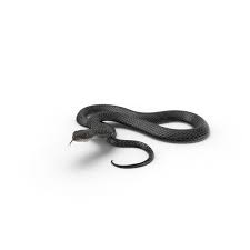 Black Snake Png Psd Images Snake Image 3d Model Architecture