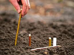Landscaping And Hardscaping Propagating Plants Plant Cuttings Hardscape