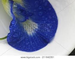 You will find this plant in many indian homes as it is used we call it sangu poo | sangu pushpam in tamil and is very popularly called aparjitha in hindi and bunga telang in malay. Bunga Telang Images Illustrations Vectors Free Bigstock