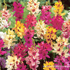 Image result for Xylia africana