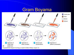 Diferansiyel Ayirtedici Boyama Ppt Video Online Indir