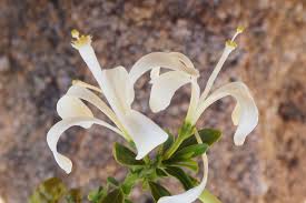 Image result for Turraea robusta