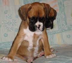 Helping boxers and people since 2000. Boxer Dogs For Sale Photograph Boxer Puppies For Sale Adop