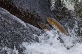 Fish (vimba) swim to spawn, overcoming low waterfall (but the. The Long Battle To Protect West Coast Salmon From Pesticides Sightline Institute