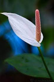 Anthurium Care How To Care For Anthurium Flowers Anthurium Care Anthurium Anthurium Flower