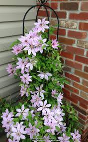 Flowers are very large and bloom in may and june and again in september on 8' vines that need no pruning. Photo Of The Entire Plant Of Clematis Nelly Moser Posted By Debsroots Garden Org