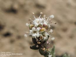 Image result for Cressa cretica