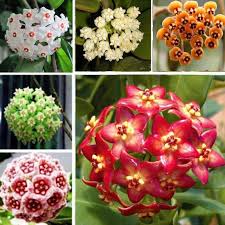 They are usually used as hanging plants or can be placed on objects like windowsills, desks, buffets, tables, etc. Buy Rare Ball Orchid Flower Perennial Plant Hoya Carnosa Seed Bonsai For Home Garden 100pcs Bag At Affordable Prices Free Shipping Real Reviews With Photos Joom