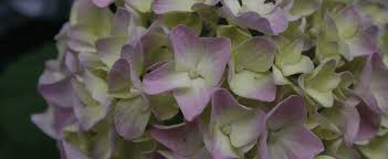 The let's dance series bloom on both new wood and old delivering seasons. The Treasured Hydrangea Greenhouse Management